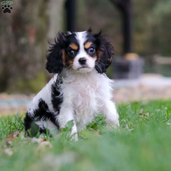 Barnaby, Cavalier King Charles Spaniel Puppy